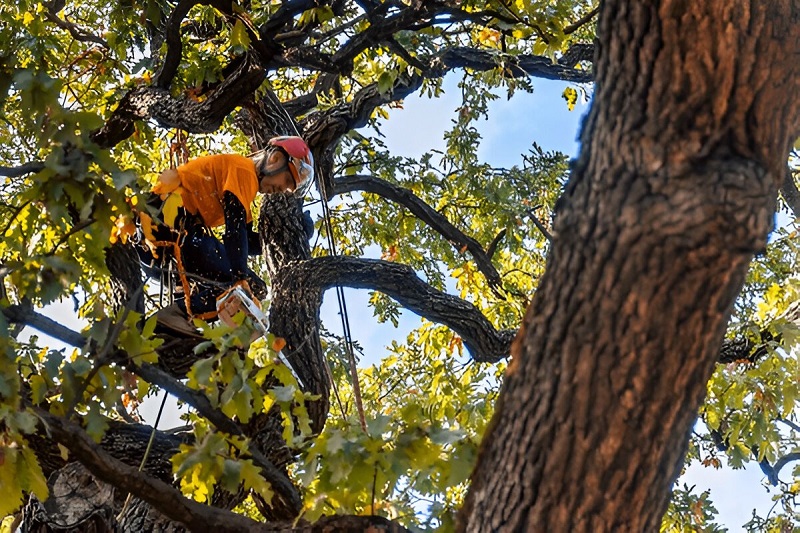 What a Proper Tree Maintenance Shapes Our&nbsp;Environment