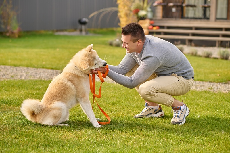 dog training courses melbourne